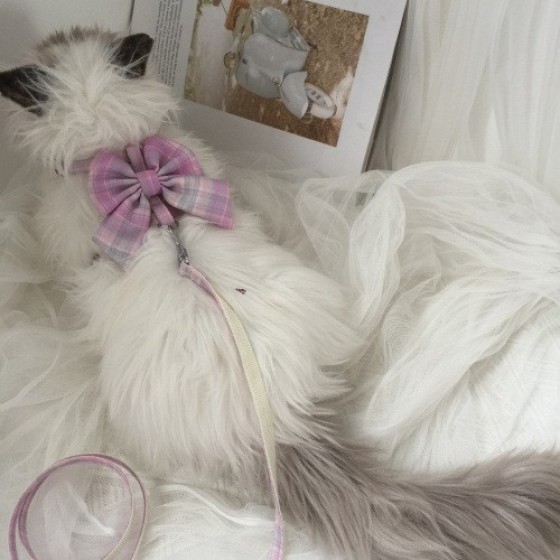 猫咪牵引绳防挣脱外出专用遛猫绳子溜猫链子狗狗宠物胸背带可调节