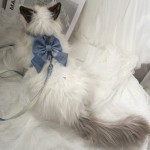 猫咪牵引绳防挣脱外出专用遛猫绳子溜猫链子狗狗宠物胸背带可调节