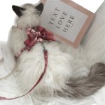 猫咪牵引绳防挣脱外出专用遛猫绳子溜猫链子狗狗宠物胸背带可调节