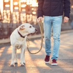 战术项圈狗狗牵引绳狗链户外脖圈尼龙中大型犬军犬训练狗带遛狗链