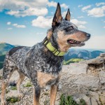 2025新款狗狗反光项圈宠物牵引绳中大型犬训练脖套颈圈脖圈胸背带