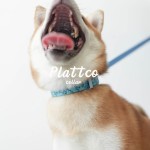 PLATTCO 新款蓝色罗兰小花 配蓝色塑料插扣 轻便宠物项圈 PDC372