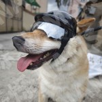 宠物头盔眼镜套装机车风朋克安全帽中小型犬狗狗炫酷头饰配饰批发