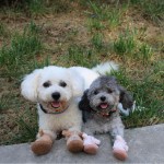 跨境新款冬季毛绒狗狗鞋子保暖泰迪狗贵宾犬宠物狗鞋厂家工厂批发
