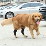 狗狗护膝宠物狗狗护腿套护膝护肘腿套防舔套护脚魔术绑带工厂