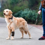 宠物狗狗护腿关节护膝 髌骨防护 辅助康复犬猫咪韧带关节脱位保护