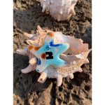 彩色刘海夹多色海星头饰边夹发夹可爱发卡