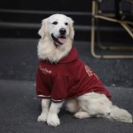 大狗狗新年衣服秋冬款加绒加厚金毛红色衣服拉布拉多德牧中大型犬