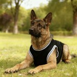 狗狗衣服大型犬薄款杜宾透气篮球服大狗衣服夏季金毛德牧狗狗衣服
