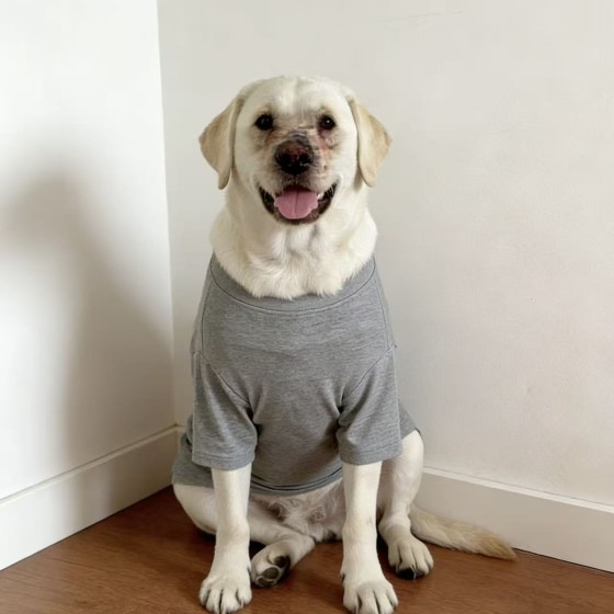 春夏季纯色大狗衣服拉布拉多金毛边牧薄款大型犬防掉毛狗衣服批发