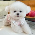 狗狗衣服春夏新款碎花蕾丝吊带公主裙子宠物比熊泰迪花边背心裙