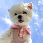 猫咪泰迪薄款条纹夏季雪纳瑞狗狗衣服夏天宠物比熊春秋小猫POLO衫