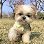 猫咪泰迪薄款条纹夏季雪纳瑞狗狗衣服夏天宠物比熊春秋小猫POLO衫