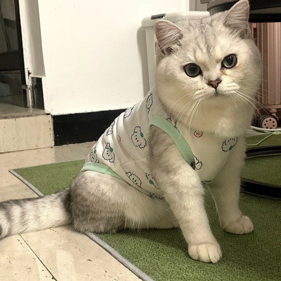 宠物猫咪服装狗狗衣服薄款比熊法斗柯基泰迪博美小型犬幼印花休闲