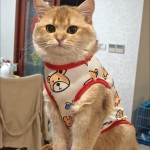 宠物猫咪服装狗狗衣服薄款比熊法斗柯基泰迪博美小型犬幼印花休闲