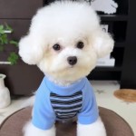 小狗狗衣服秋冬季德绒保暖卫衣小型犬比熊泰迪约克夏防着凉居家服