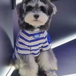 宠物狗狗衣服春夏款猫咪小型犬法斗比熊雪纳瑞条纹新款背心薄款