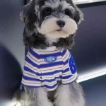 宠物狗狗衣服春夏款猫咪小型犬法斗比熊雪纳瑞条纹新款背心薄款