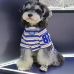 宠物狗狗衣服春夏款猫咪小型犬法斗比熊雪纳瑞条纹新款背心薄款