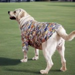 大狗衣服潮流金毛犬衣服春夏薄款透气宠物大型狗拉布拉多边萨摩耶