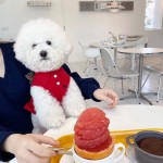 狗狗衣服夏天背心小型幼犬夏季泰迪比熊宠物猫咪博美贵宾春夏薄款