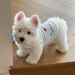 狗狗衣服夏季薄款背心家居服猫咪防掉毛西高地雪纳瑞比熊中小型犬