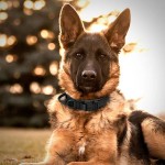 跨境战术狗项圈结实防挣防爆冲狗链马犬金毛德牧猎犬中大型犬项圈