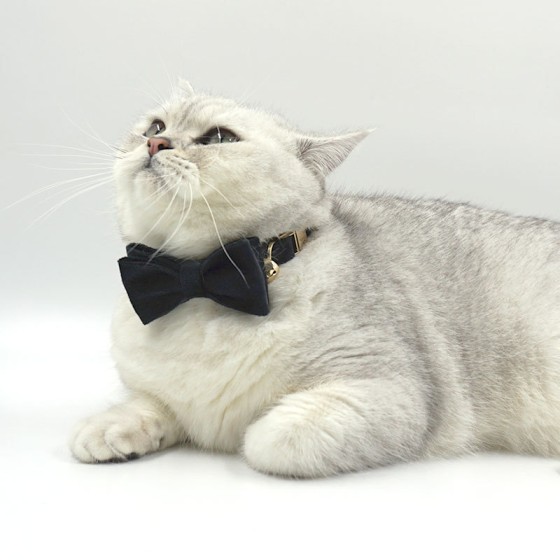 天鹅绒宠物猫咪铃铛项圈跨境批发激光刻字宠物猫圈猫咪项圈领结