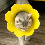 伊丽莎白圈宠物狗狗猫咪毛毡太阳花按扣项圈防舔伤口脖绝物耻辱圈