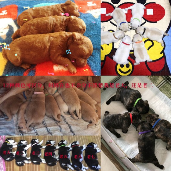 新生宠物身份识别带幼犬幼猫项链记号脖项圈ID
