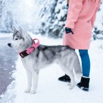 狗狗牵引绳 战术项圈 户外脖圈尼龙中大型犬军犬训练战术狗带项圈