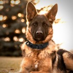 狗狗牵引绳 战术项圈 户外脖圈尼龙中大型犬军犬训练战术狗带项圈