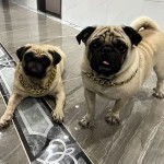 宠物狗狗项圈猫咪金色链银色链饰品法斗猫拍照巴哥泰迪犬法斗金色