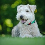 新款宠物项圈泰迪 大中小型犬 柯基脖圈防逃脱锁扣可调节尼龙颈圈