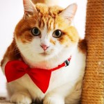 批发蝴蝶结宠物项圈领结宠物狗领结泰迪猫咪领结蝴蝶结
