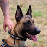 训犬窒息绳训狗绳中大型犬只训练P绳滑动项圈带弹簧限制器狗用品