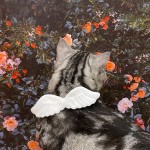 猫管家猫咪专用宠物白色项圈天使翅膀饰品外出狗脖圈蝴蝶领结用品