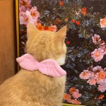 猫管家猫咪专用宠物白色项圈天使翅膀饰品外出狗脖圈蝴蝶领结用品
