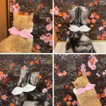 猫管家猫咪专用宠物白色项圈天使翅膀饰品外出狗脖圈蝴蝶领结用品