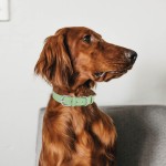 跨境热销款宠物狗狗项圈可爱猫咪超纤脖圈 PU可调节狗项圈不勒脖