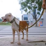超结实大型犬栓狗狗项圈大狗圈颈圈中大型犬专用狗脖圈猛犬脖套