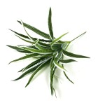 人造绿植仿真花金边叶吊兰草工程绿化景观造景插花配材假植物批发