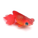 鱼缸造景水族箱装饰橡胶软体小假鱼塑料鱼小金鱼 鱼缸装饰吸盘鱼