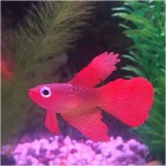 鱼缸造景水族箱装饰橡胶软体小假鱼塑料鱼小金鱼 鱼缸装饰吸盘鱼
