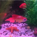 鱼缸造景水族箱装饰橡胶软体小假鱼塑料鱼小金鱼 鱼缸装饰吸盘鱼