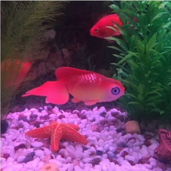 鱼缸造景水族箱装饰橡胶软体小假鱼塑料鱼小金鱼 鱼缸装饰吸盘鱼