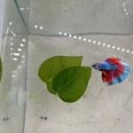 水族鱼缸造景斗鱼产卵叶装饰人造仿真水草斗鱼休息叶供货跨境电商