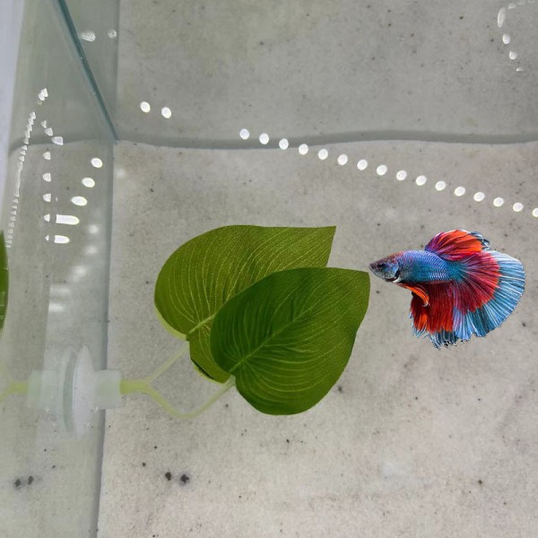水族鱼缸造景斗鱼产卵叶装饰人造仿真水草斗鱼休息叶供货跨境电商