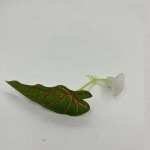水族鱼缸造景斗鱼产卵叶装饰人造仿真水草斗鱼休息叶供货跨境电商