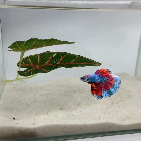 水族鱼缸造景斗鱼产卵叶装饰人造仿真水草斗鱼休息叶供货跨境电商